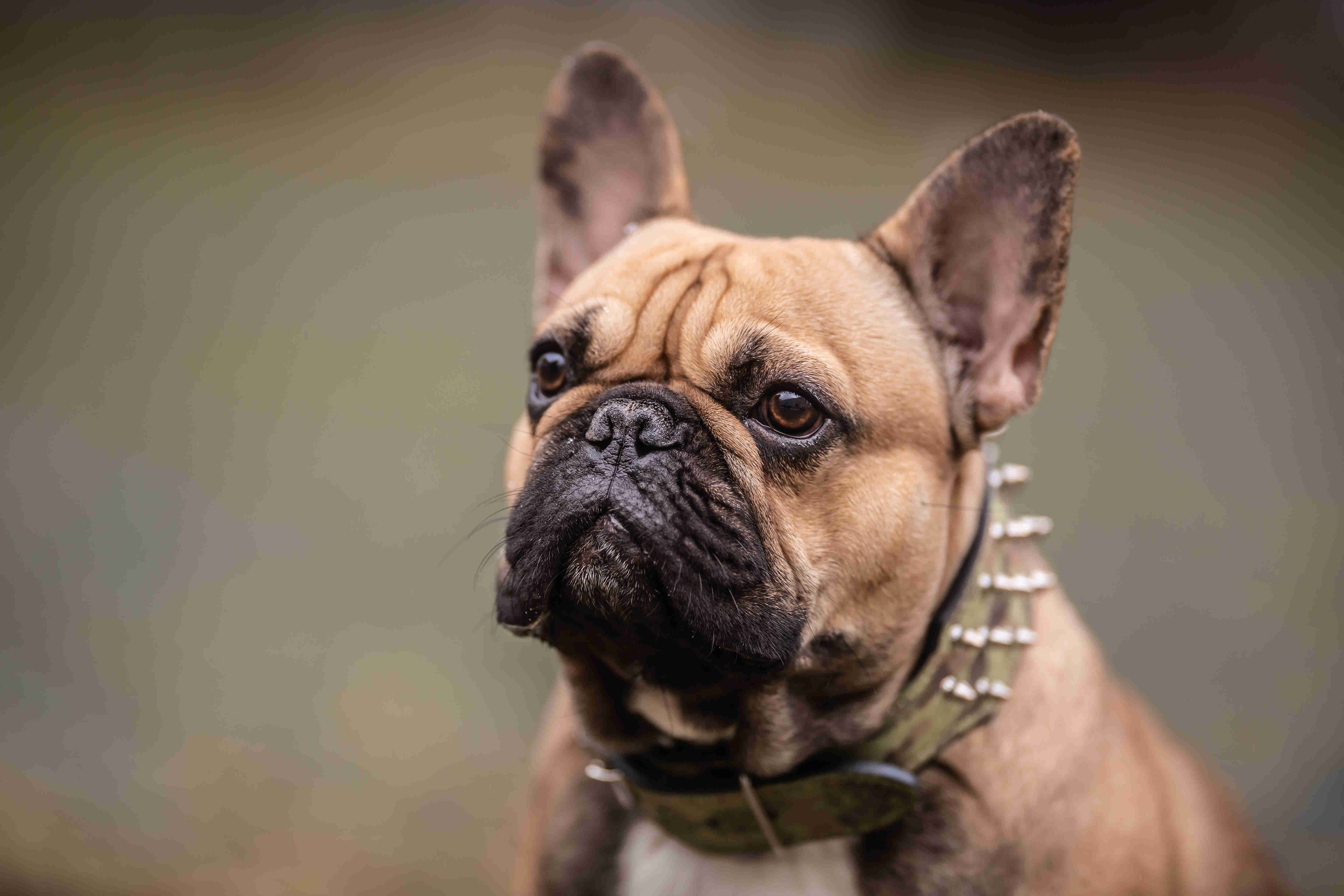 Socializing Your French Bulldog Puppy: Signs They're Getting Enough Interaction